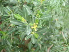 Cneorum tricoccon