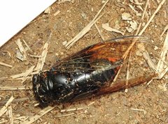 Cryptotympana mandarina