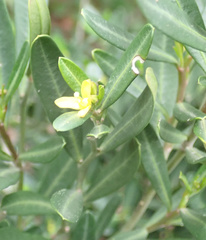 Cneorum tricoccon