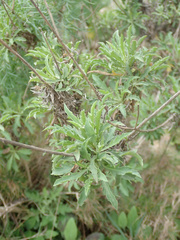 Cheirolophus intybaceus