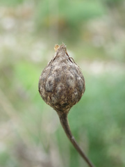 Cheirolophus intybaceus