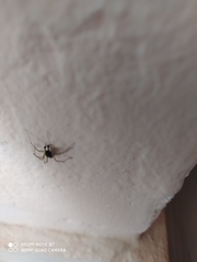 Oxyopes heterophthalmus