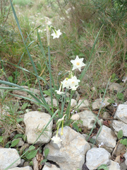 Narcissus dubius