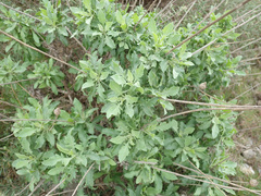 Cheirolophus intybaceus