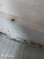 Oxyopes heterophthalmus