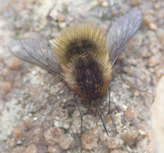 Bombylius trichurus