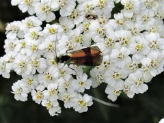 Nemophora prodigella