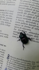 Trypocopris pyrenaeus