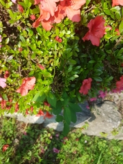 Rhododendron indicum