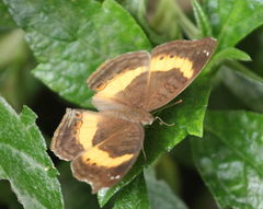 Junonia elgiva