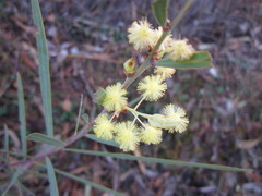 Acacia iteaphylla
