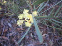 Acacia iteaphylla