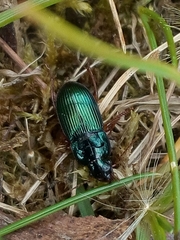 Harpalus rubripes