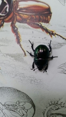 Trypocopris pyrenaeus