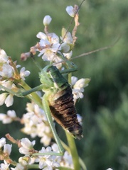 Poecilimon intermedius