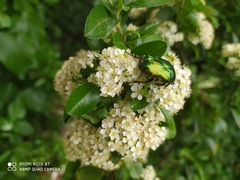 Protaetia cuprea
