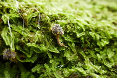 Neobarya agaricicola