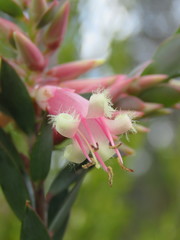 Styphelia triflora