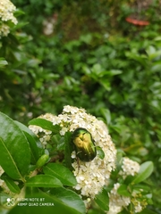 Protaetia cuprea