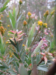 Styphelia triflora