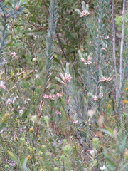 Styphelia triflora