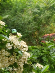Protaetia cuprea