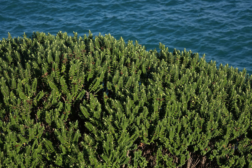 Shore Hebe from Goodwood, New Zealand on June 07, 2020 at 0224 PM by