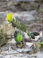 Gompholobium ecostatum