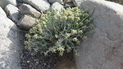 Teucrium stocksianum