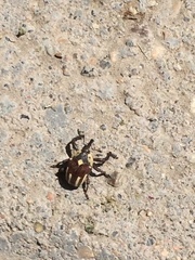 Sternuchopsis karelinii