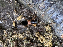 Staphylinus erythropterus