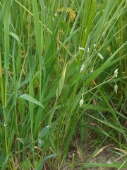 Cerastium holosteoides