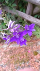 Delphinium consolida