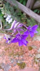 Delphinium consolida