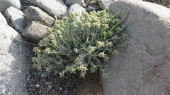 Teucrium stocksianum