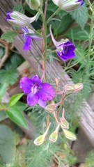 Delphinium consolida