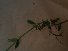 Cerastium holosteoides