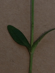 Cerastium holosteoides