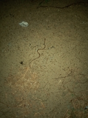 Trimorphodon biscutatus