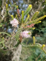 Melaleuca gibbosa