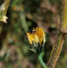 Cryptocephalus vittatus