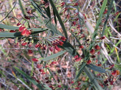 Bossiaea scolopendria