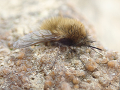 Bombylius trichurus