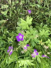 Geranium sylvaticum