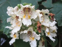 Catalpa speciosa