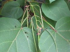 Catalpa speciosa