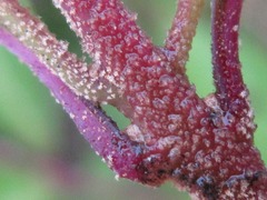 Callicarpa dichotoma