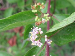Callicarpa dichotoma