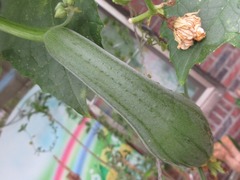 Luffa aegyptiaca