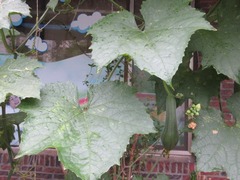 Luffa aegyptiaca